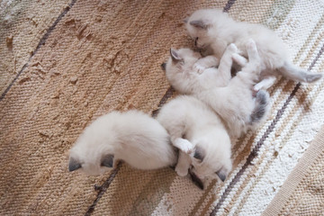 White young sacred birman kittens