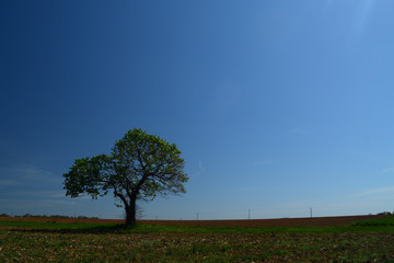 Lonely tree