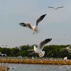 Seagulls on the seashore