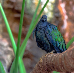 Iridescent Green and Blue Plumage on a Closeup of a Nicobar Pigeon Perched on a Branch