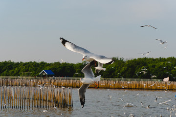 Seagulls on the seashore