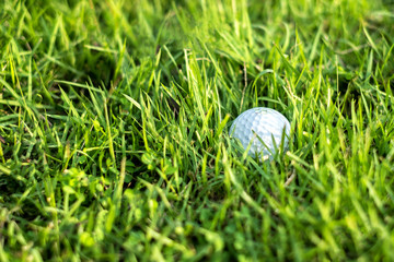 Golf Ball Nestled in the Grass