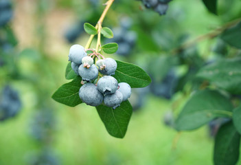 close up on fresh blueberry on the tree