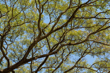 Tree branch and leaves silhouette against white background.