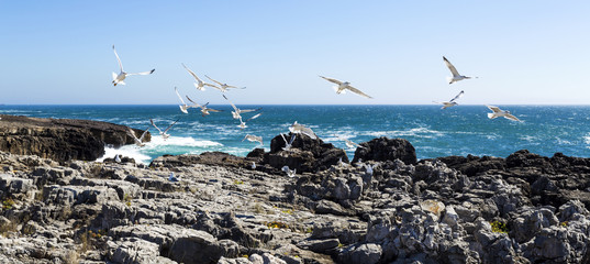 Cascais Rugged Coastline and Seagulls © Downunderphoto
