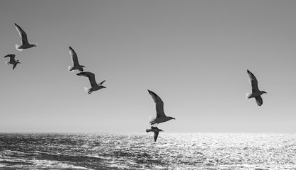 Seagulls over the Atlantic Ocean