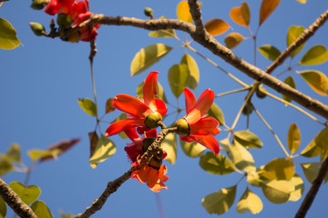 Flower of  Bombax ceiba tree