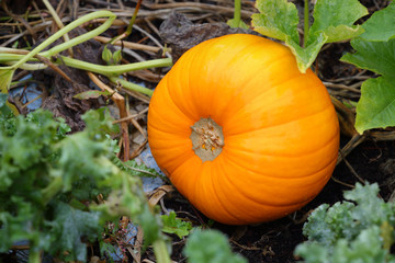 Ripe Pumpkin on Vine. A pumpkin ready for harvest.

