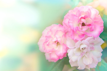 Fototapeta na wymiar beautiful pink roses flower blooming in garden spring season with soft pastel tone and copy space for text, background for valentine's day 