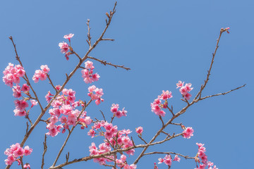 Cherry blossom bloom and bud flower with blue sky.