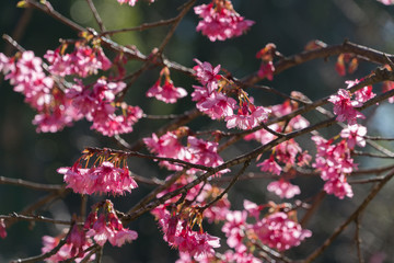 Spring blossom sakura flower.