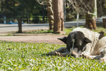Stray dog sleep on grass at park.