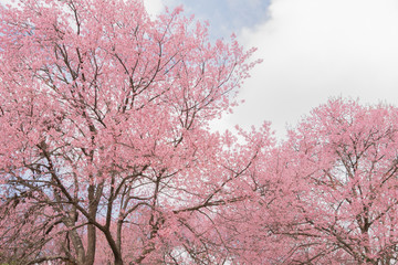 Fototapeta na wymiar Sakura cherry blossom tree with blue sky.