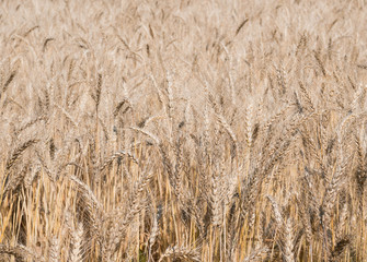 Barley fields in summer.