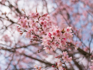 Obraz premium Cherry blossom flowers and blooming at spring season.