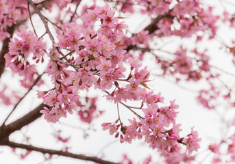 Obraz premium Sakura flowers blossom