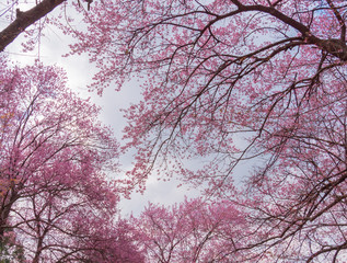 Sakura blooming tree at park.
