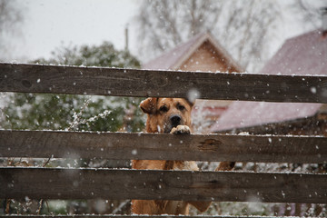 a sad dog behind a fence in winter