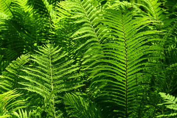 green fern leaves in summer. Background. Texture