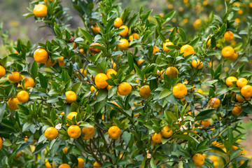 fresh orange on tree.