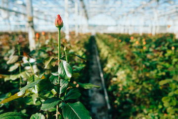 Greenhouse roses growing under daylight.