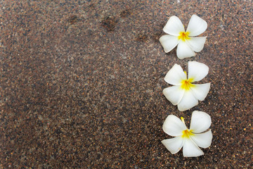 Fototapeta na wymiar Frangipani flowers close up shot