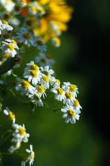 a bouquet of bright spring flowers of various types