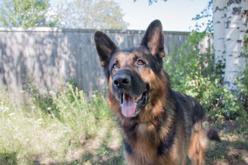 Dog german shepherd in village