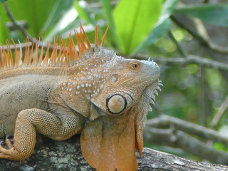 iguane