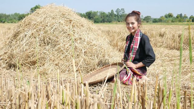 4k video of farmer woman sitting and smiling and looking rice and threshed rice in field, Thailand
