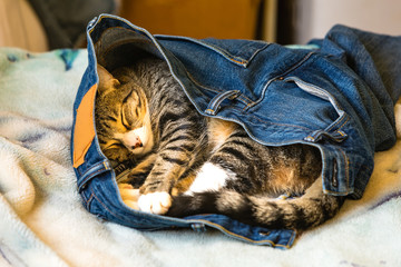 An adorable kitten sleeping in someones blue jeans on a bed