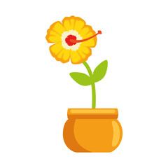 exotic flower in pot