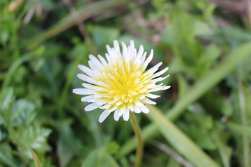 シロバナタンポポの花