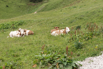 Obraz premium Cows are lying in the meadow in the bavarian alps, Germany