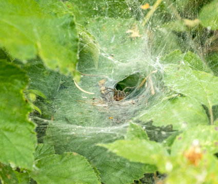 funnel-web spider