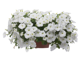 White petunia on white background