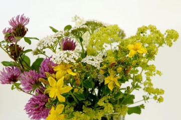 Freuenmantel, Rotklee, Phytohormone