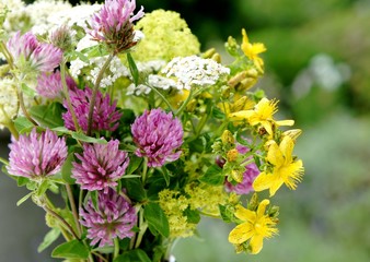 Rotklee, Phytohormone, Heilpflanzen