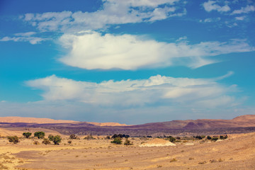 Landscape of the desert, dry riverbed. Trees grow along the dry riverbed