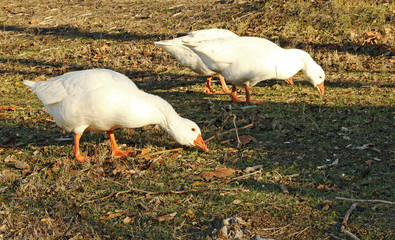 Gooses eating in the park