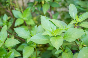 Thai Sweet basil leaf close up