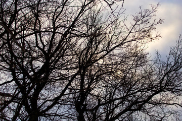 Bare branches of trees at sunrise in the morning