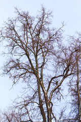 Bare branches of trees at sunrise in the morning