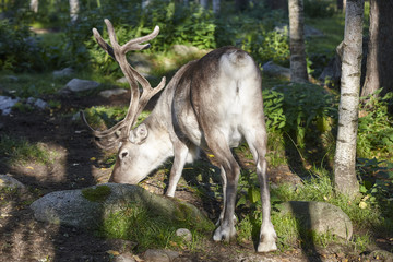 Wild reindeer in the forest. Animal background. Finland