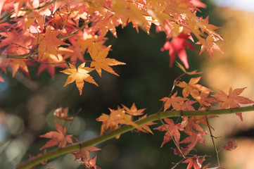 紅葉のかえで