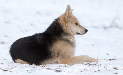Portrait of dog on snow in winter