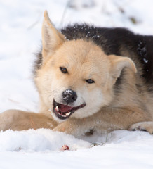 A dog eats meat in the snow