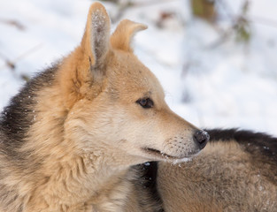 Obraz premium Portrait of dog on snow in winter