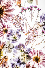 dry flowers on the white background