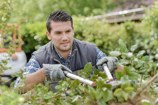 Man Trimming Hedge